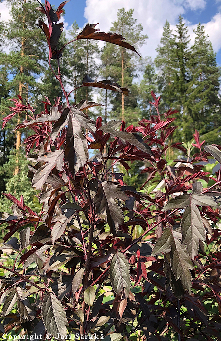 Malus Purpurea-Ryhm 'Musta Rudolf' ('Svarte Rudolf'), purppuraomeanpuu